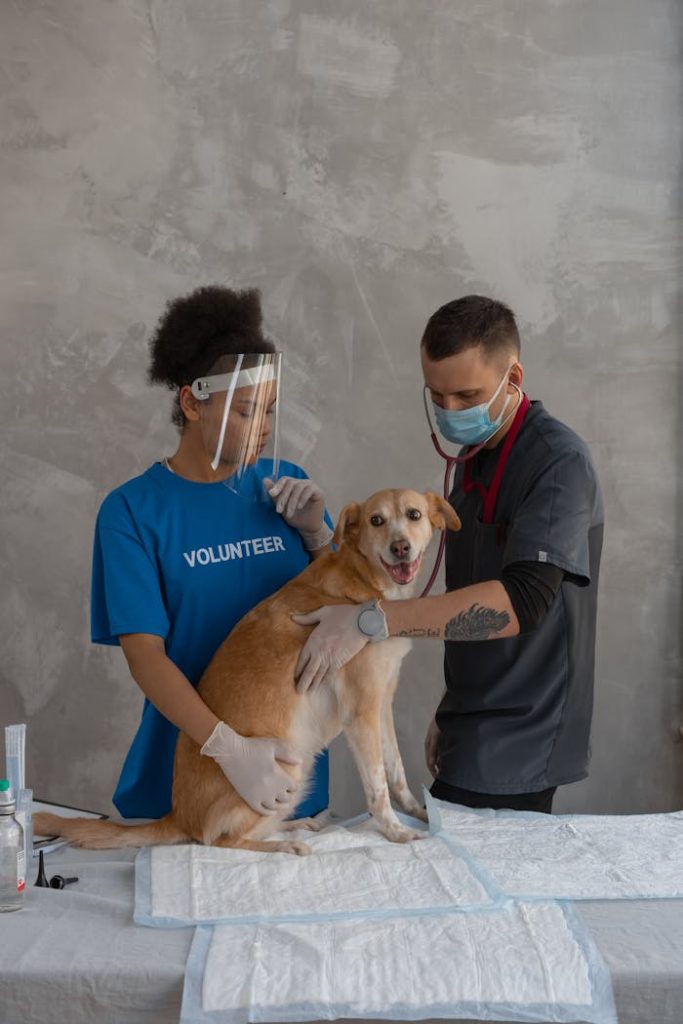 A veterinarian and a volunteer caring for a happy dog in a clinic setting.